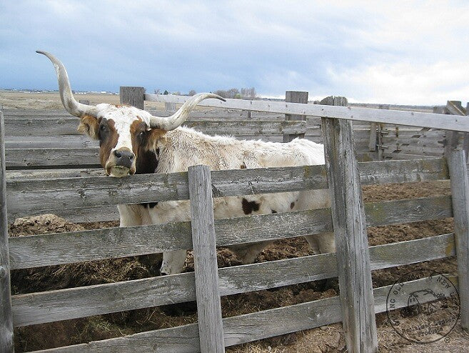 Filosophizing on Farm to Floor